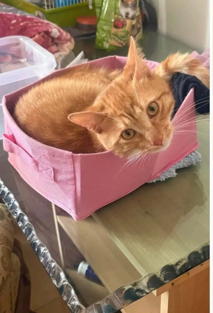 gatto lost   19038 Sarzana Romeo