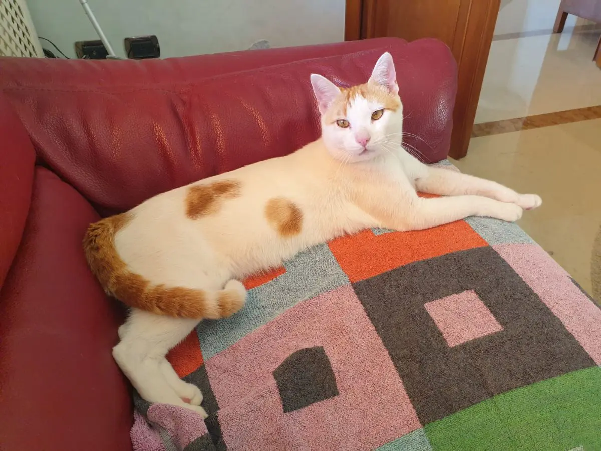 gatto lost    Syracuse Grusha