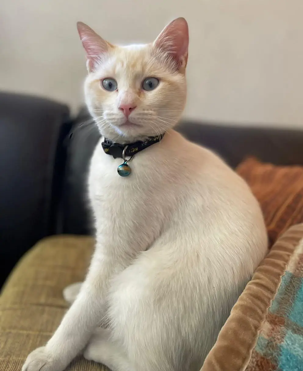 gatto lost  Via Tempio Pausania  Santa Maria La Palma Ciko