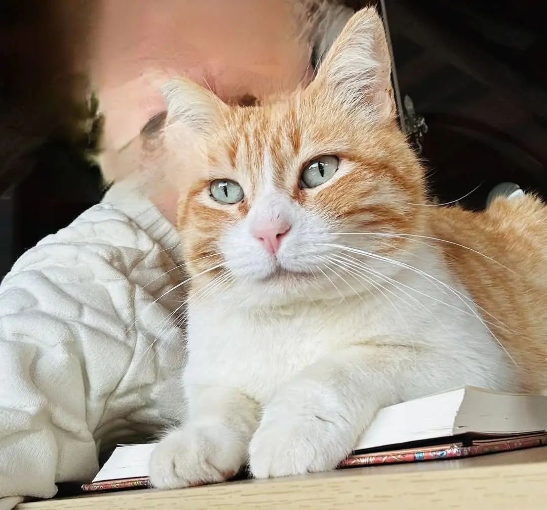 gatto lost    Alghero Gin