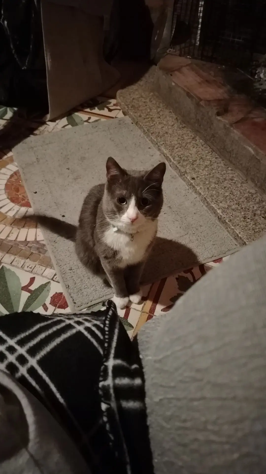 gatto lost   07039 Codaruina/Valledoria Jonny