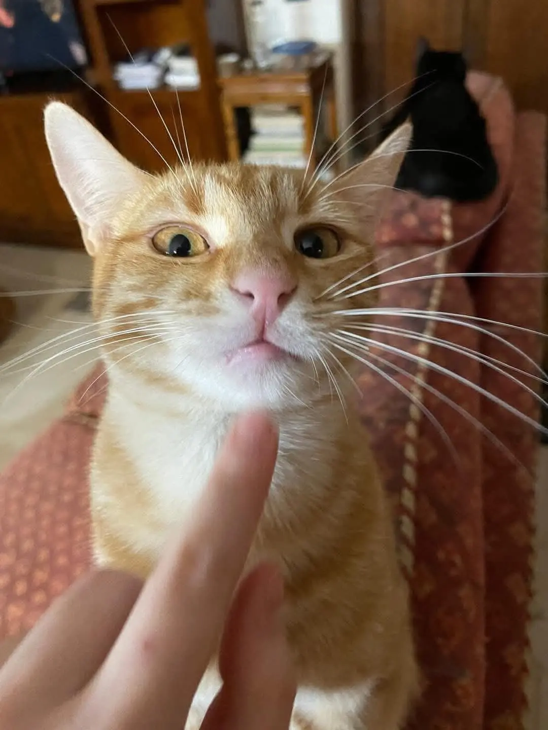 gatto lost   07045 Ossi Simba