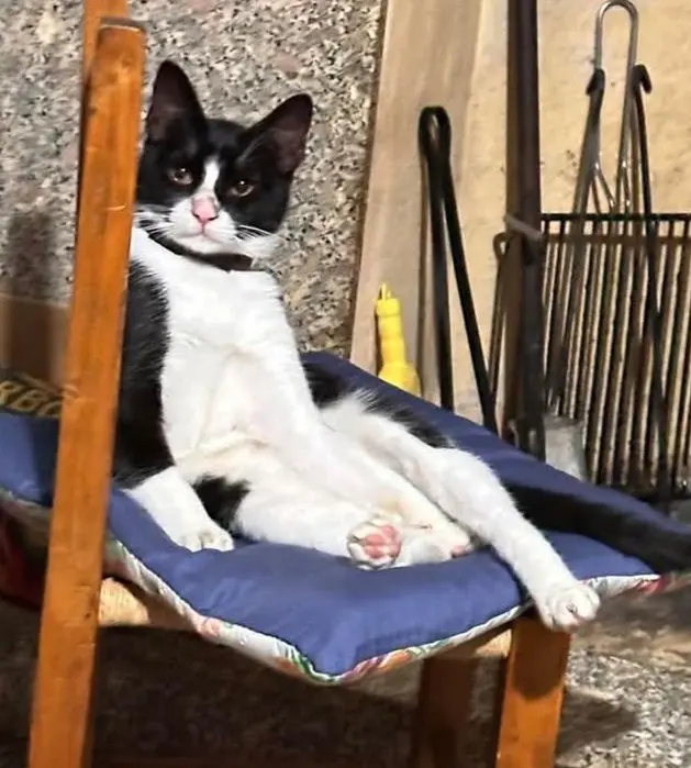 gatto lost   09025 Seddori/Sanluri Alex