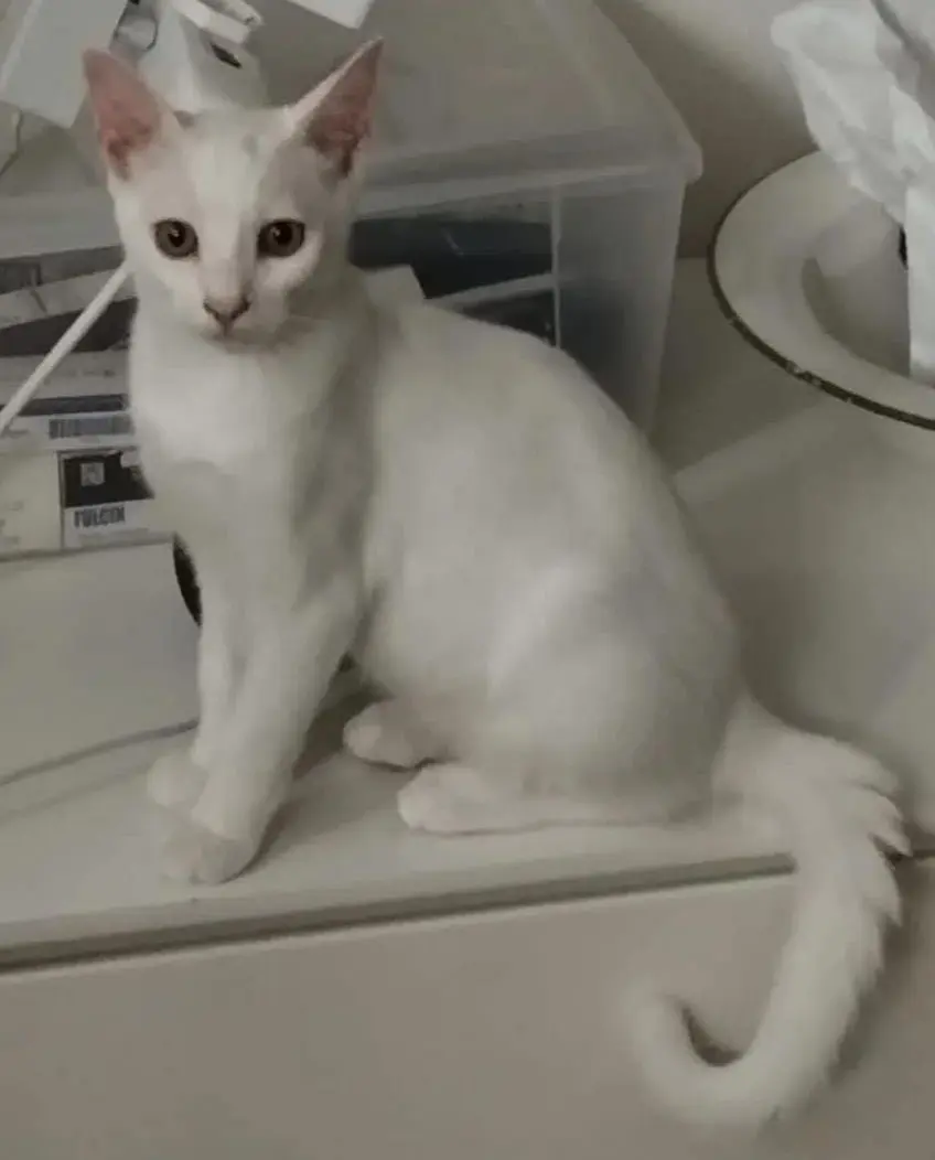 gatto lost   09017 Santu Antiogu/Sant'Antioco Damon