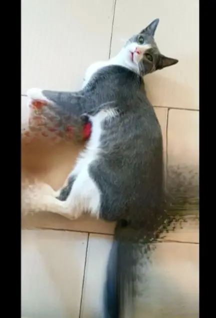 gatto lost   09016 Iglesias Koko