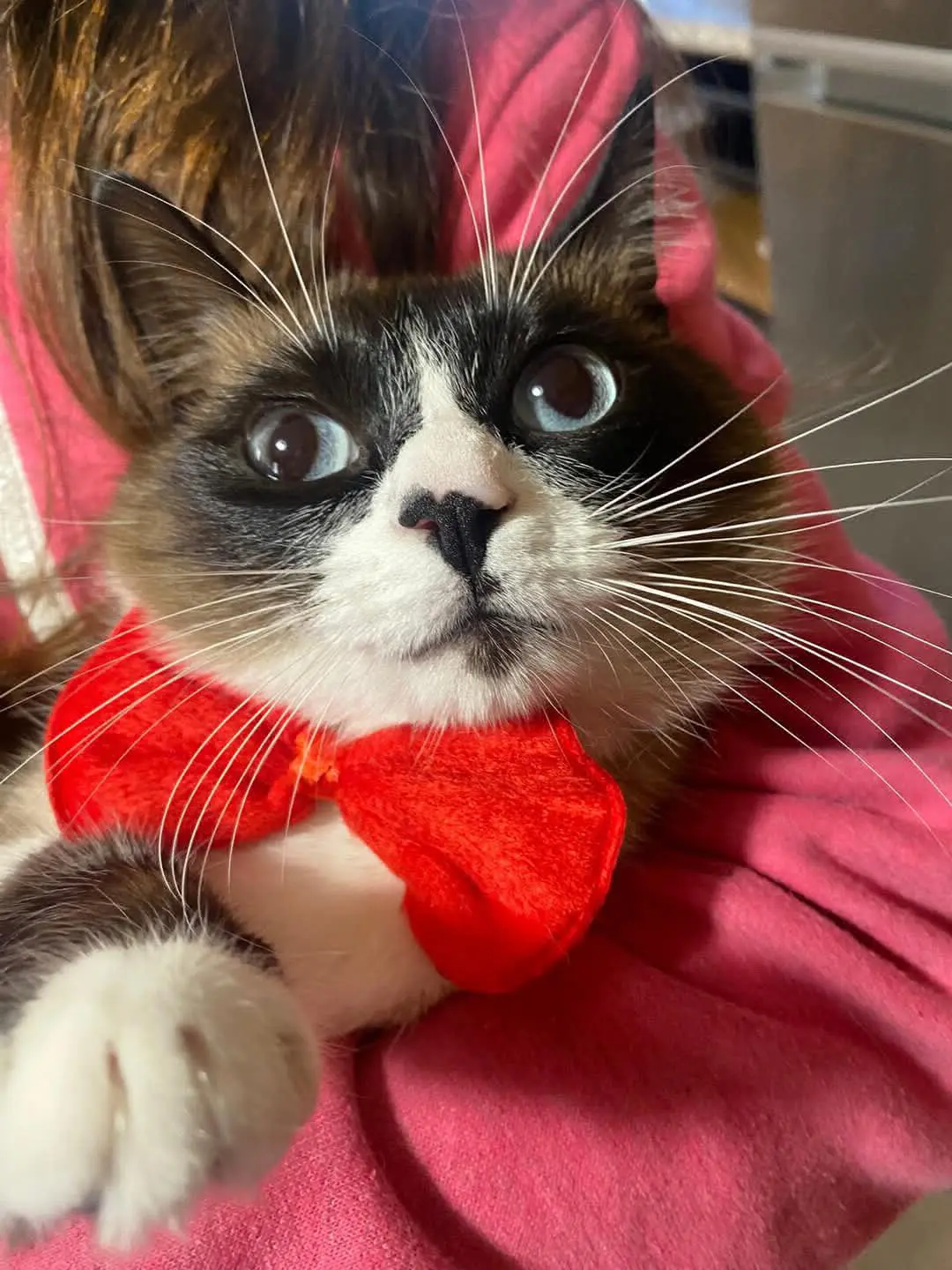 gatto lost   09010 Santu Giuanni Suèrgiu/San Giovanni Suergiu Lillo