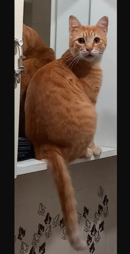 gatto lost   09020 Ùssana/Ussana Luffy