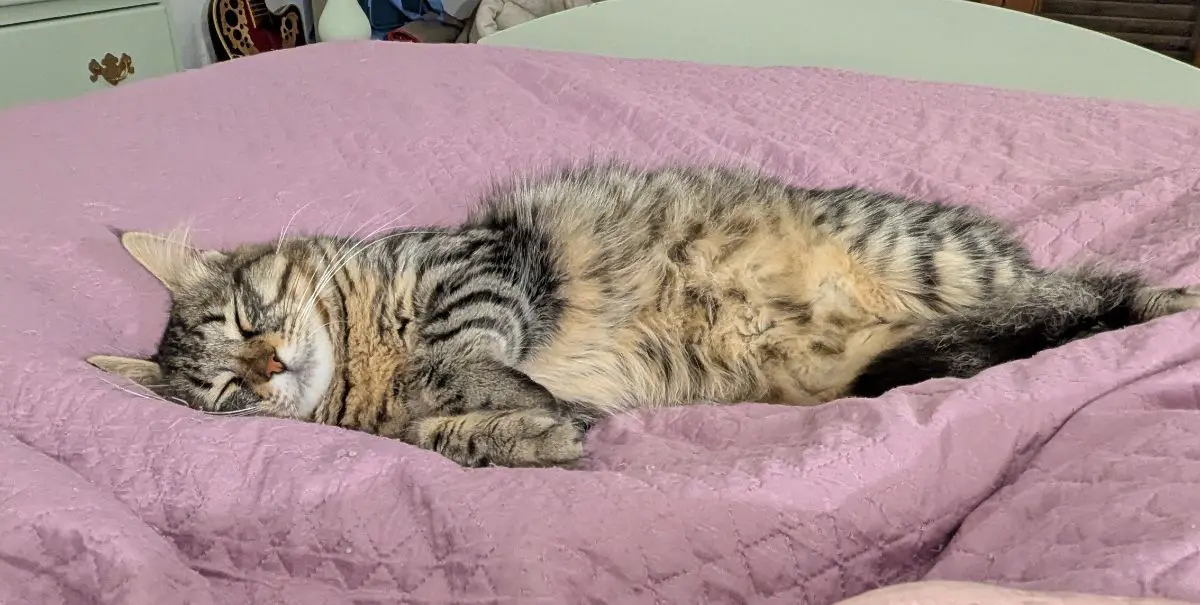 gatto lost   09010 Santu Giuanni Suèrgiu/San Giovanni Suergiu Micio