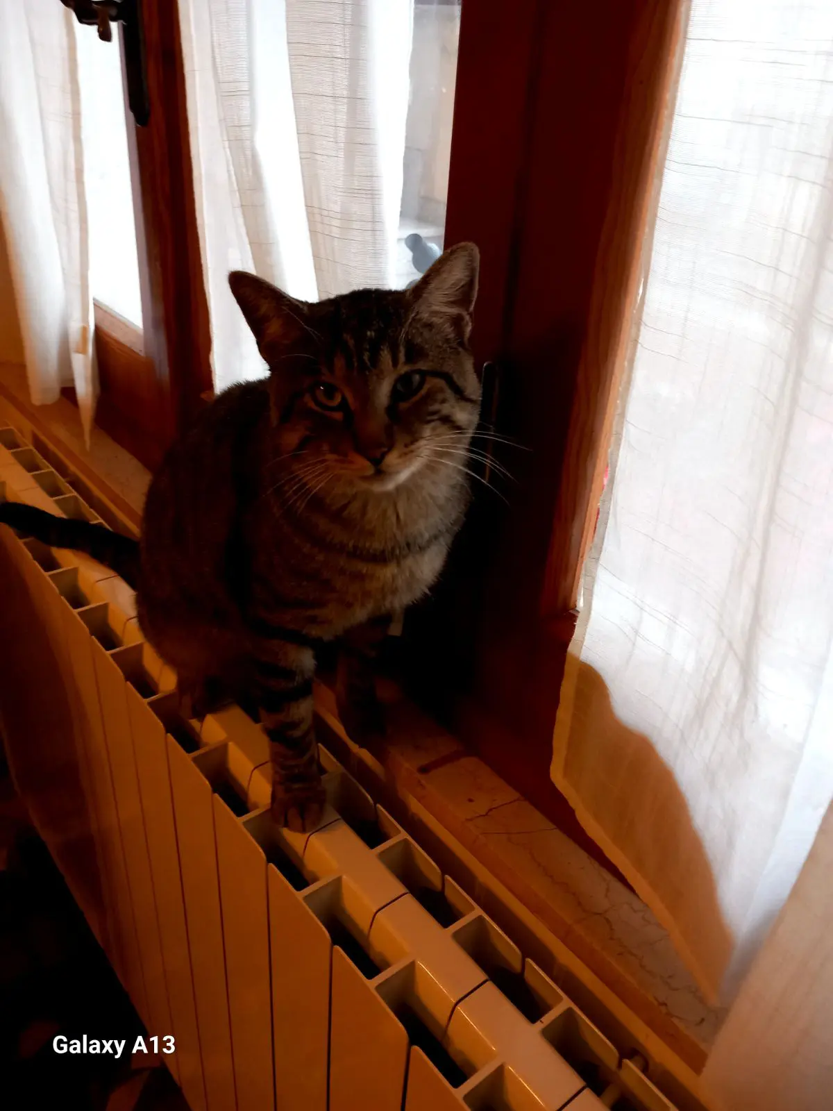 gatto lost   09036 Gùspini/Guspini Mimi