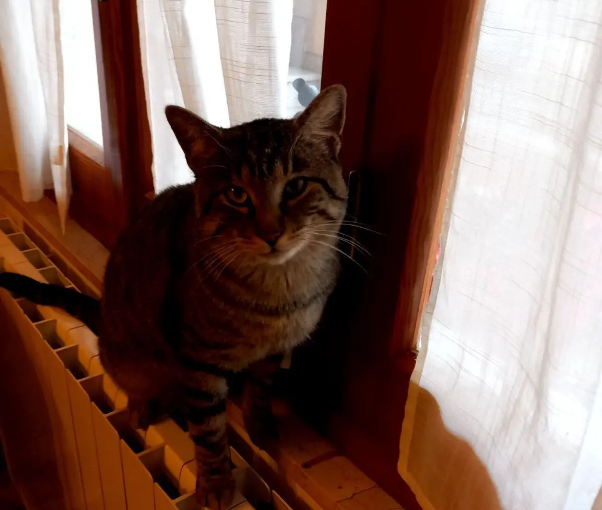 gatto lost   09036 Gùspini/Guspini Mimi