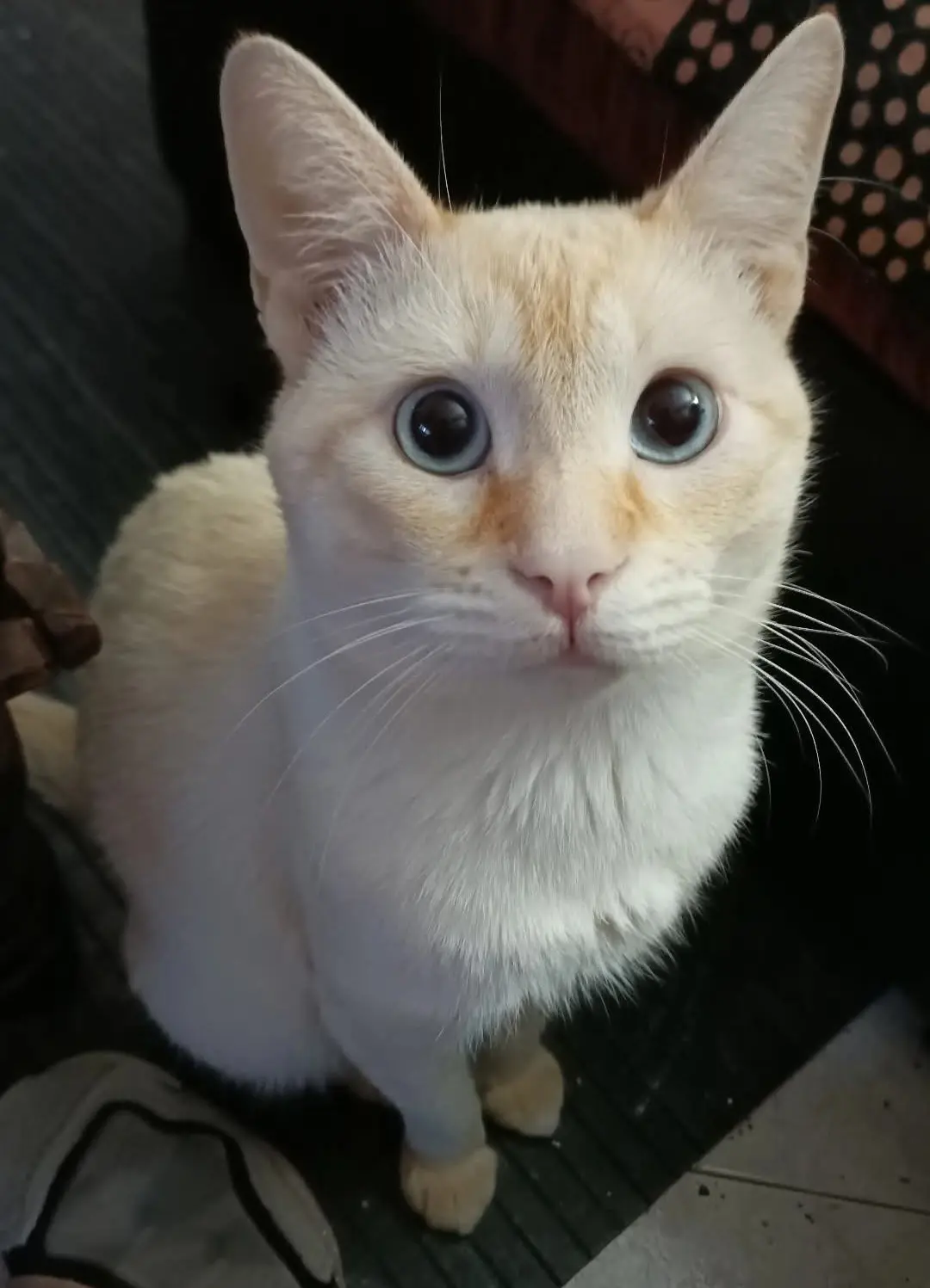 gatto lost   09010 Bidda Matzràxia/Villamassargia Mozzarella