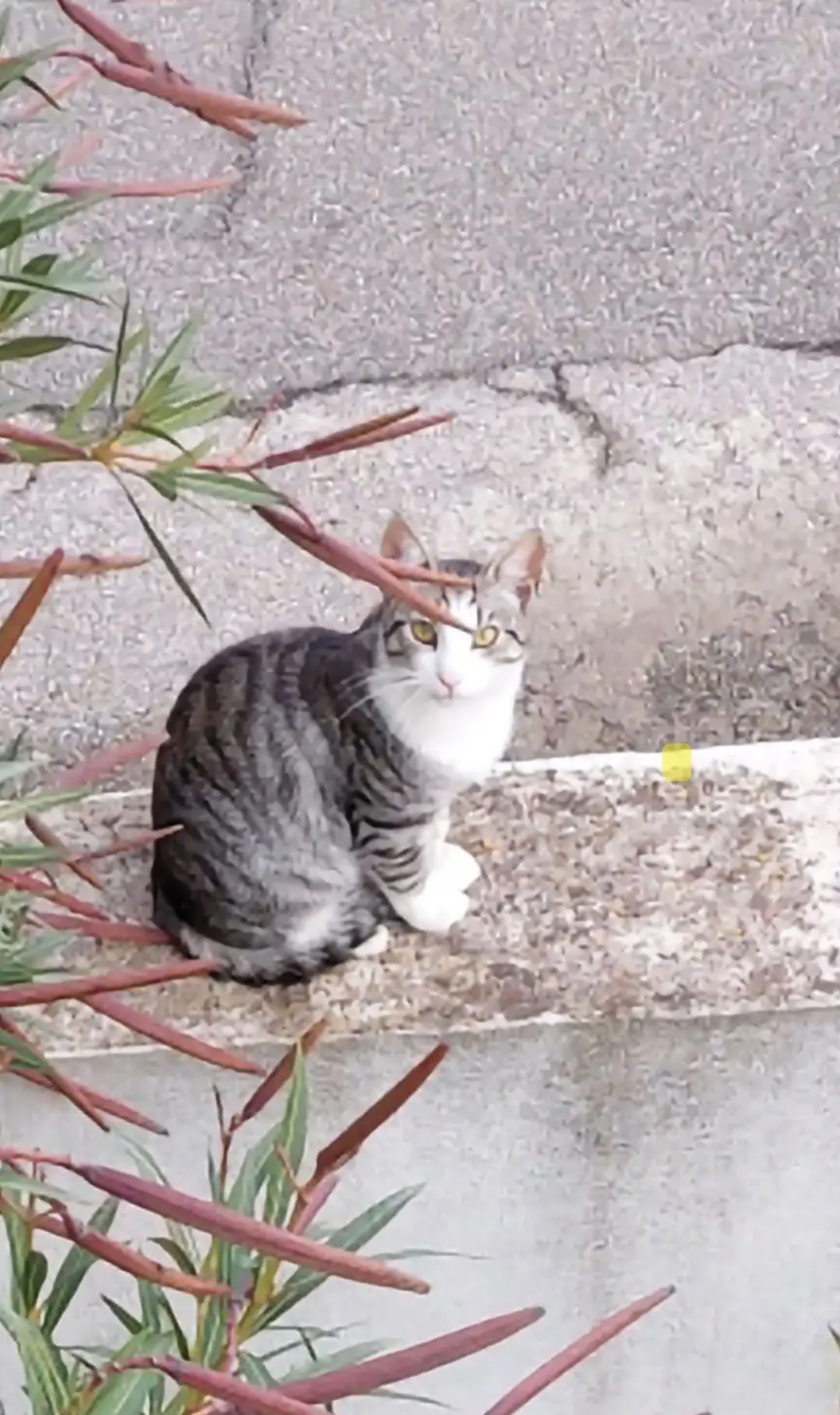 gatto lost   09038 Serramanna Rufi