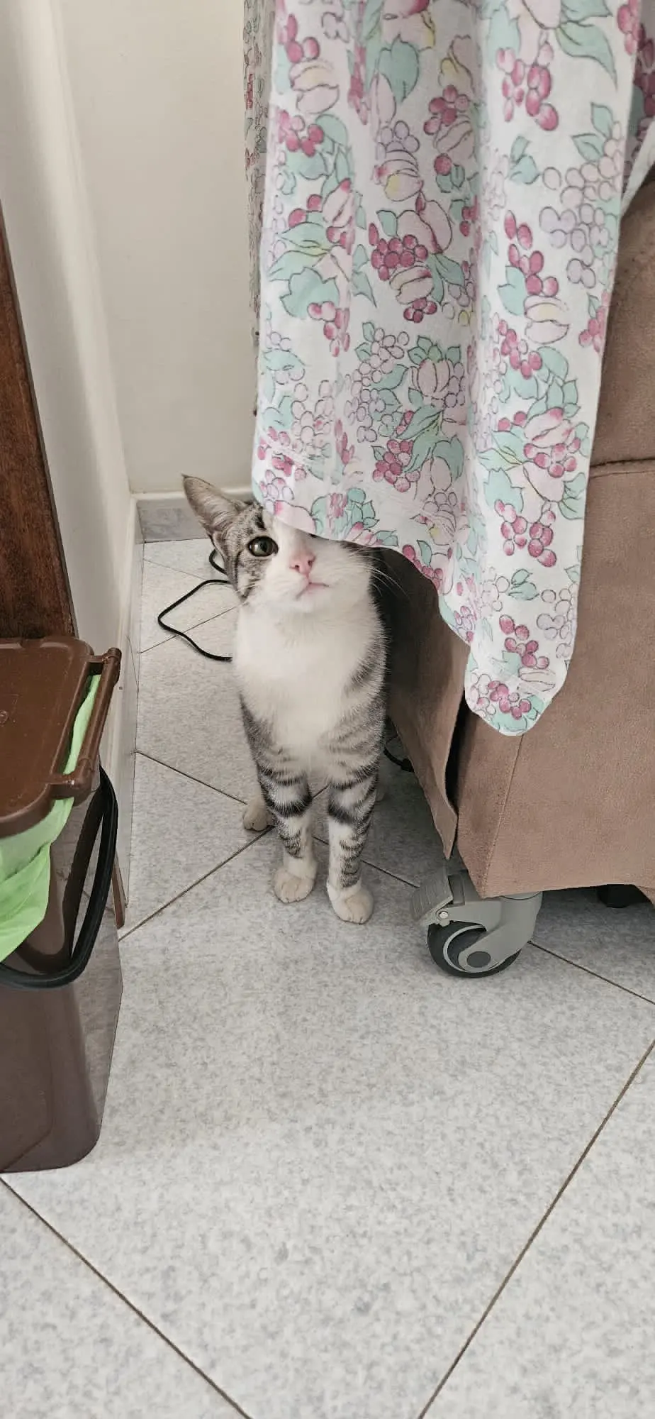 gatto lost   09038 Serramanna Rufy