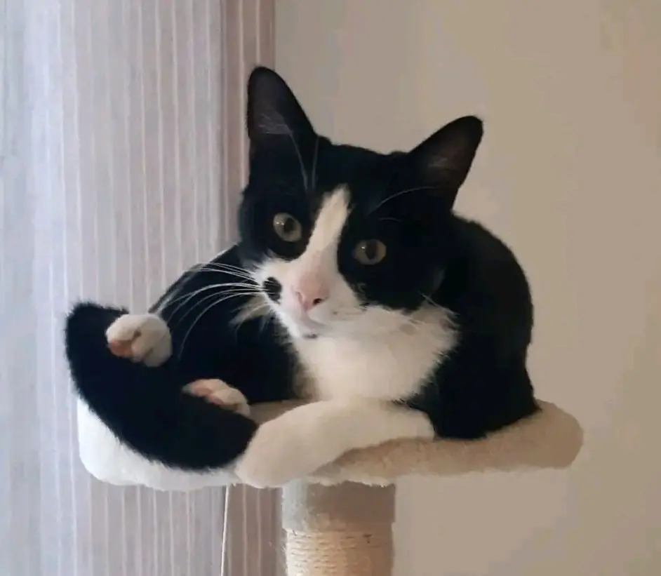 gatto lost   09016 Iglesias Silvestro