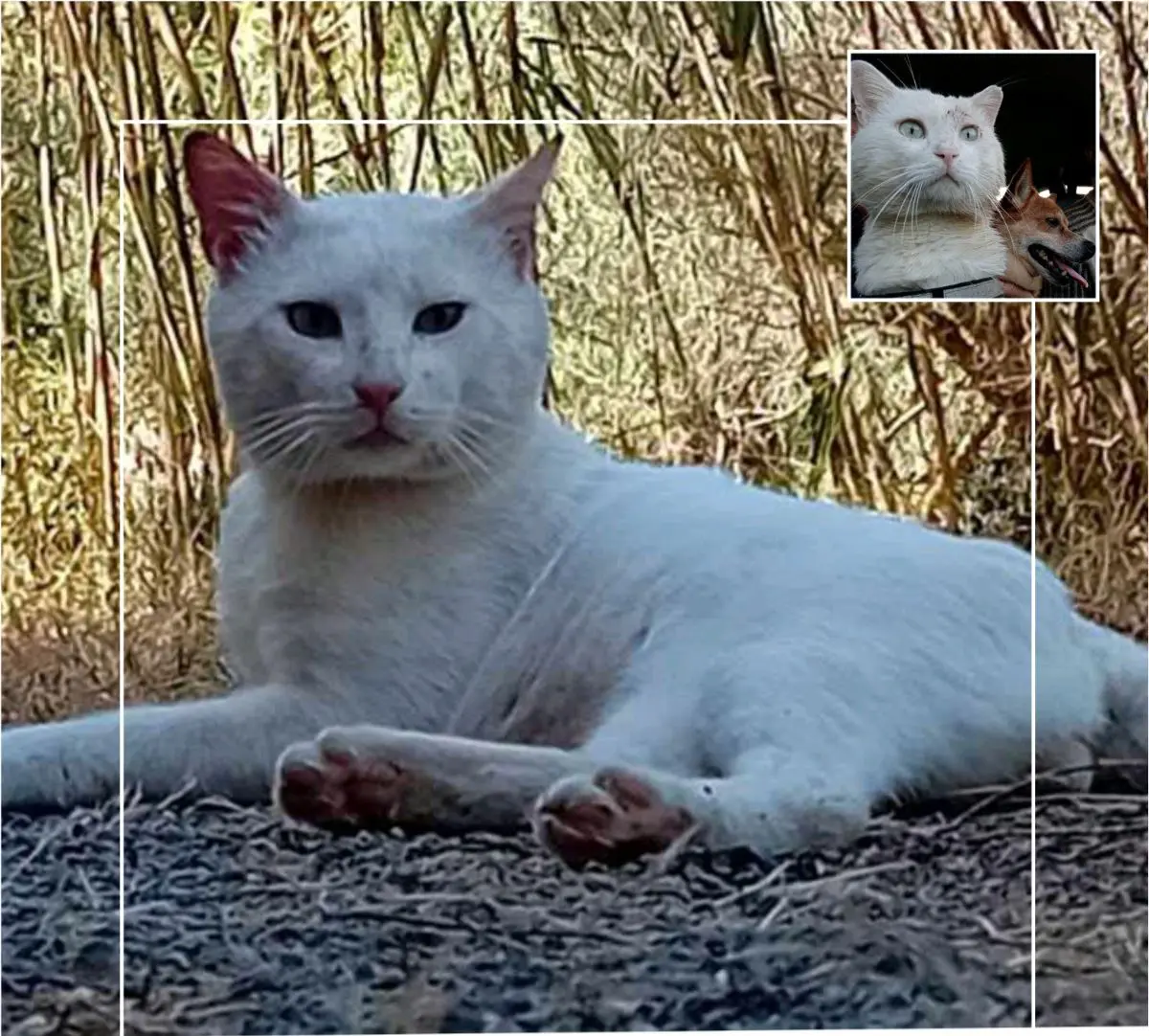 gatto lost   09010 Gonnesa Sirio