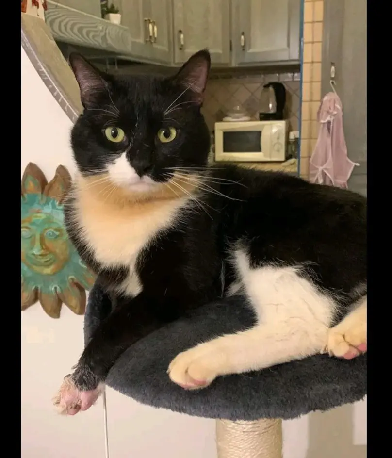 gatto lost   09023 Muristenis/Monastir Tato