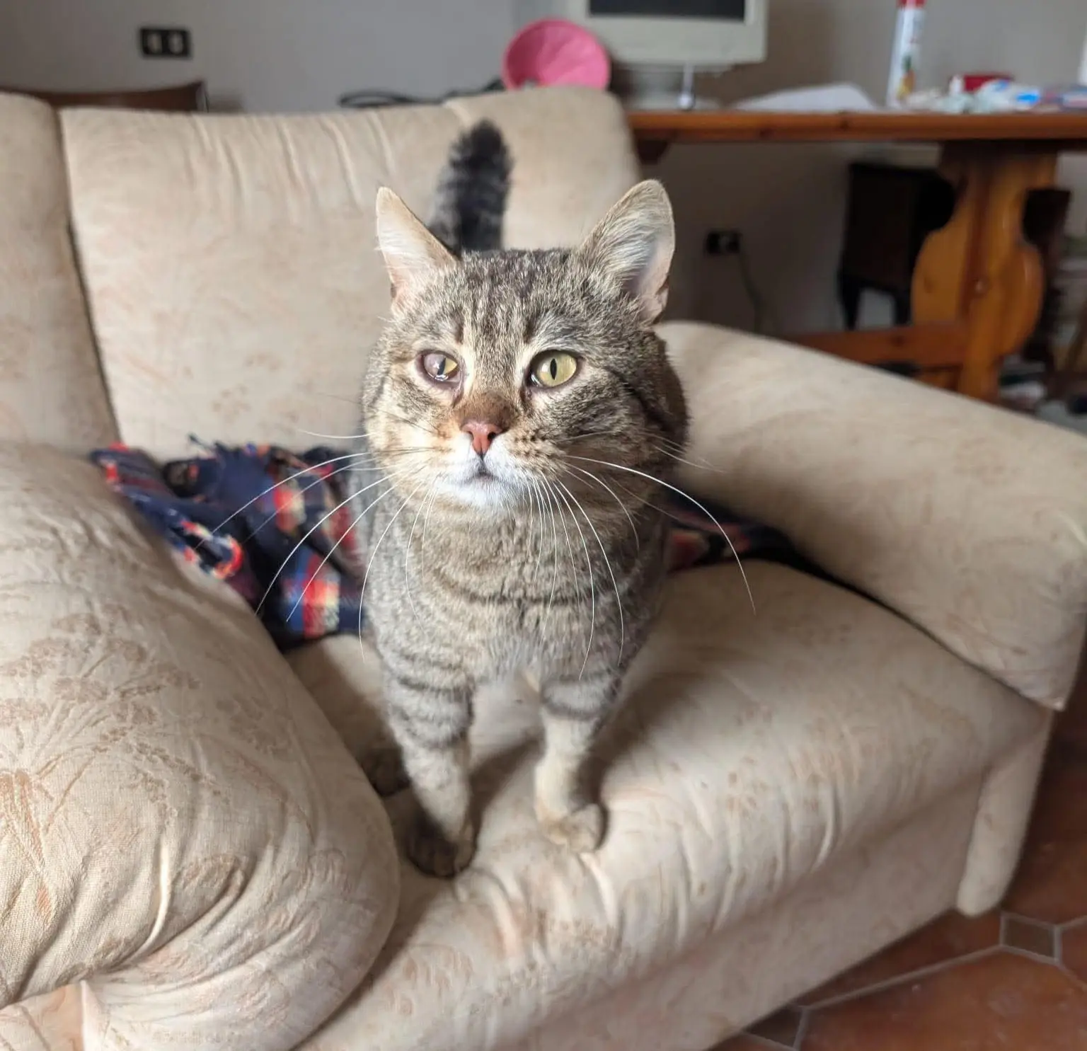 gatto lost   09041 Dolianova Tigro