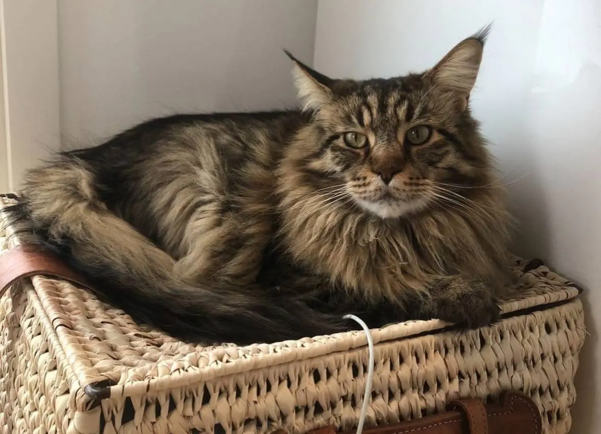 gatto lost   17019 Varazze Jack