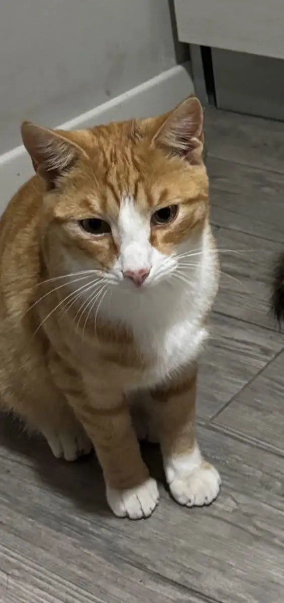 gatto lost   17031 Albenga Leo