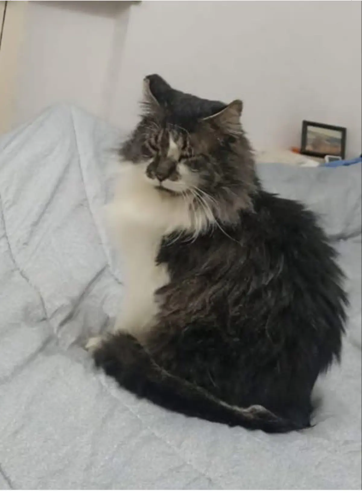 gatto lost   17011 Albisola Superiore Micione