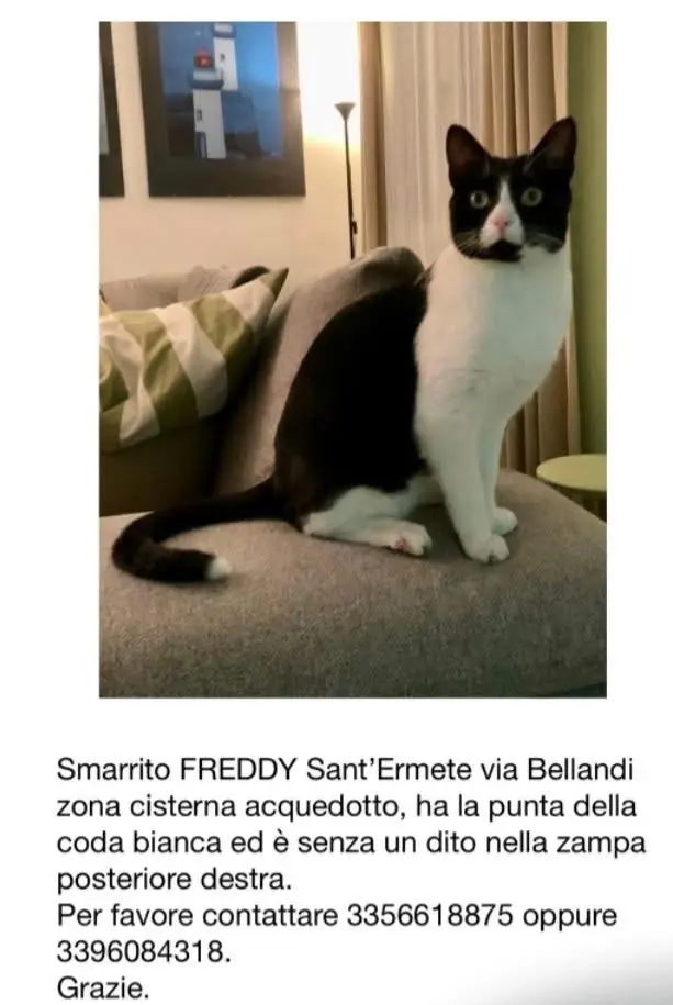 gatto lost   17100 Savone Freddy