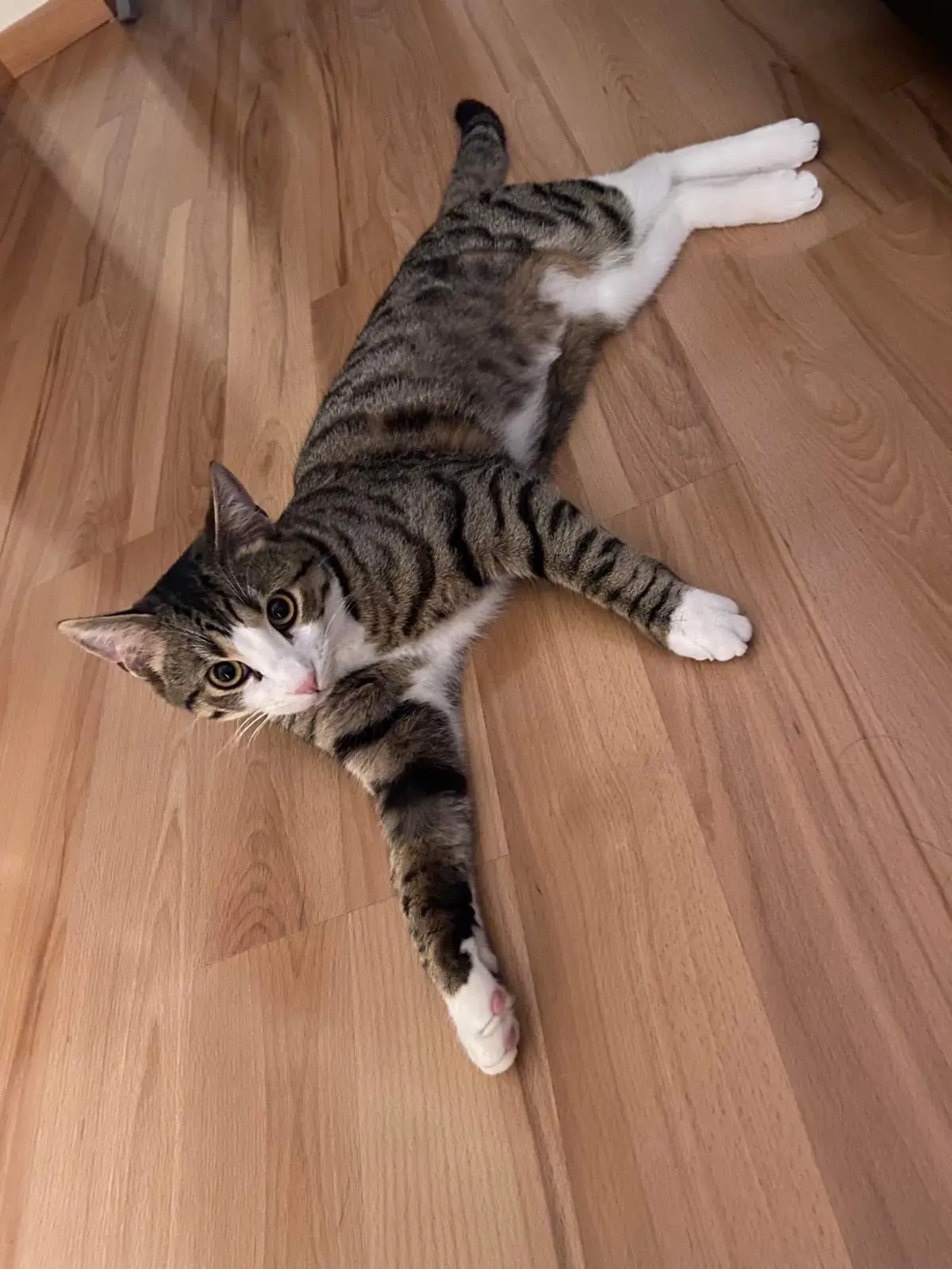 gatto lost   17100 Savone Merlin