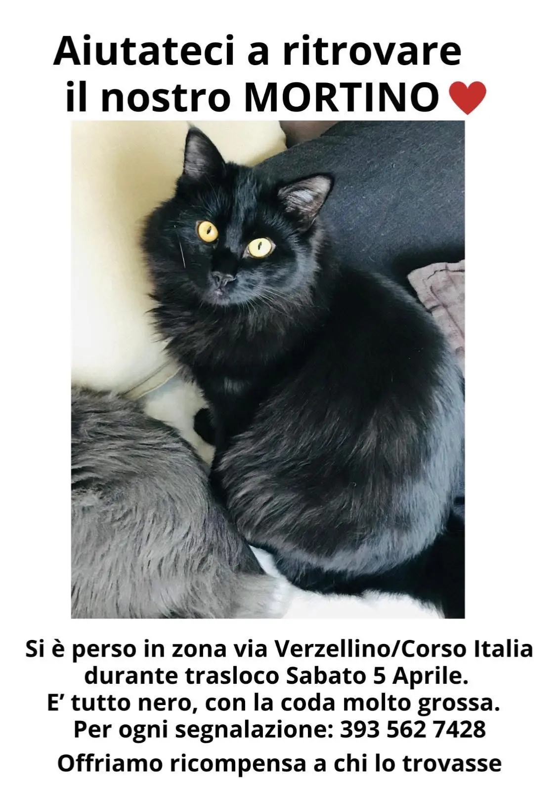 gatto lost   17100 Savone Mortino