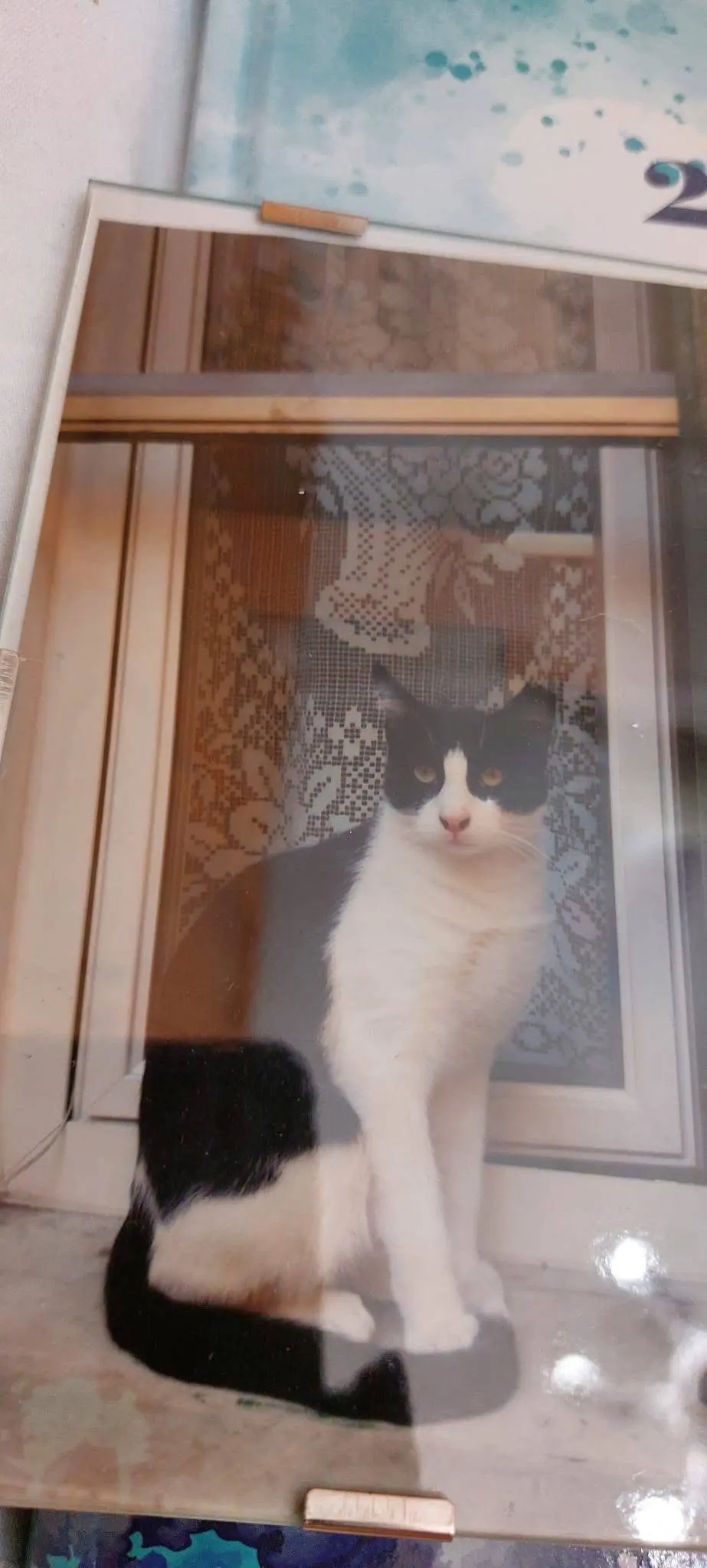 gatto lost   17100 Savone Plando