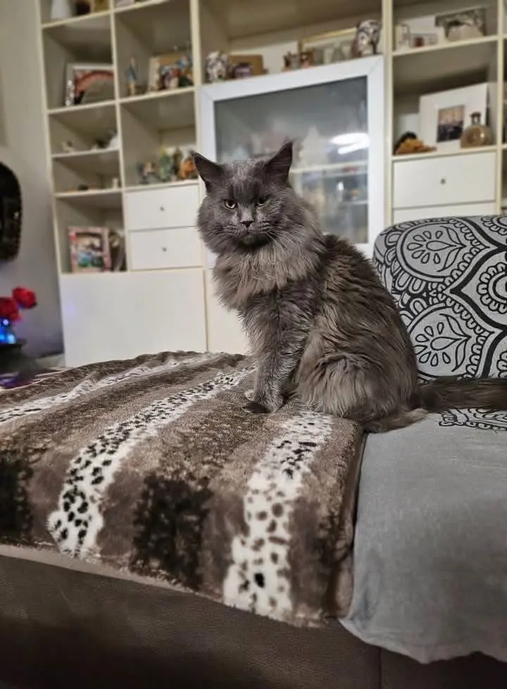 gatto lost   17031 Albenga Sconosciuto