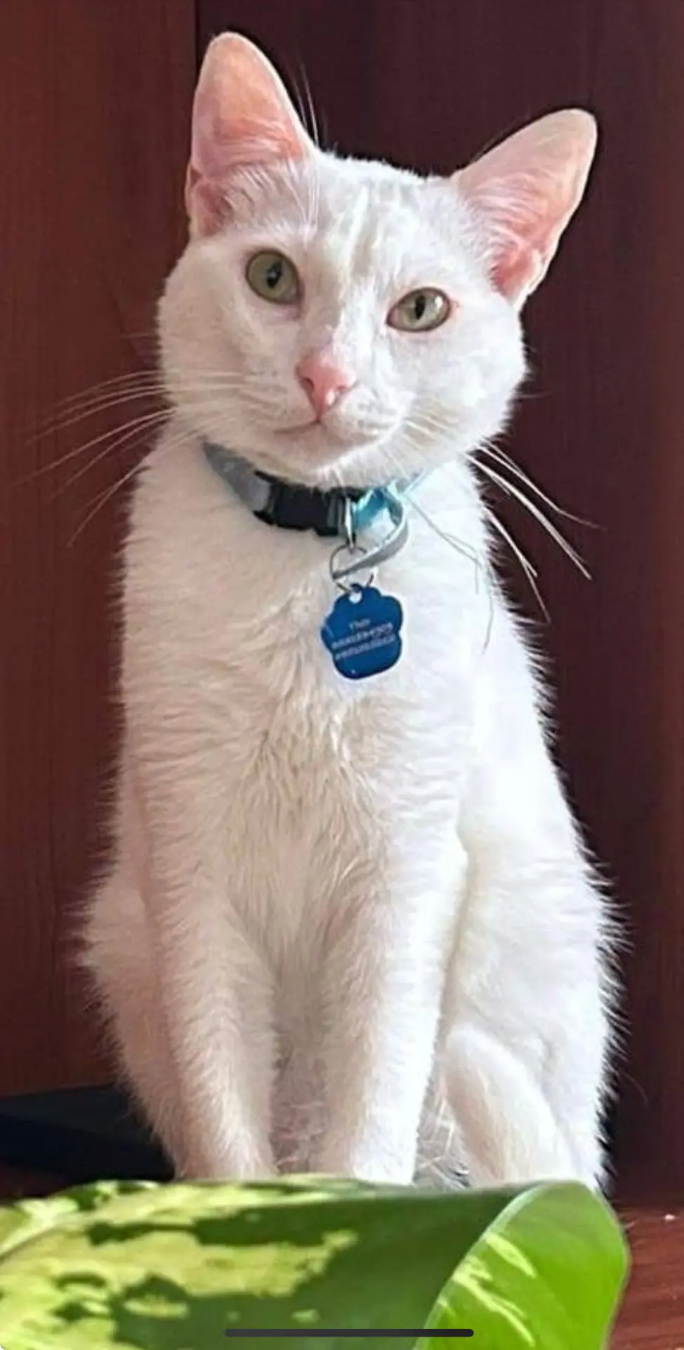 gatto lost   17056 Cengio Theo