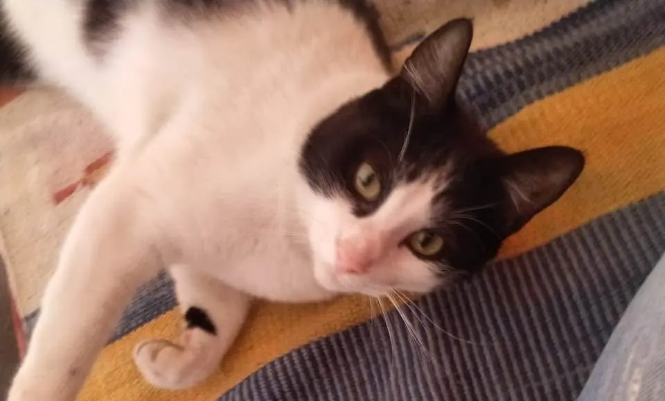 gatto lost   17040 Quiliano Zorro