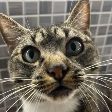 gatto lost   38015 Lavis Blu