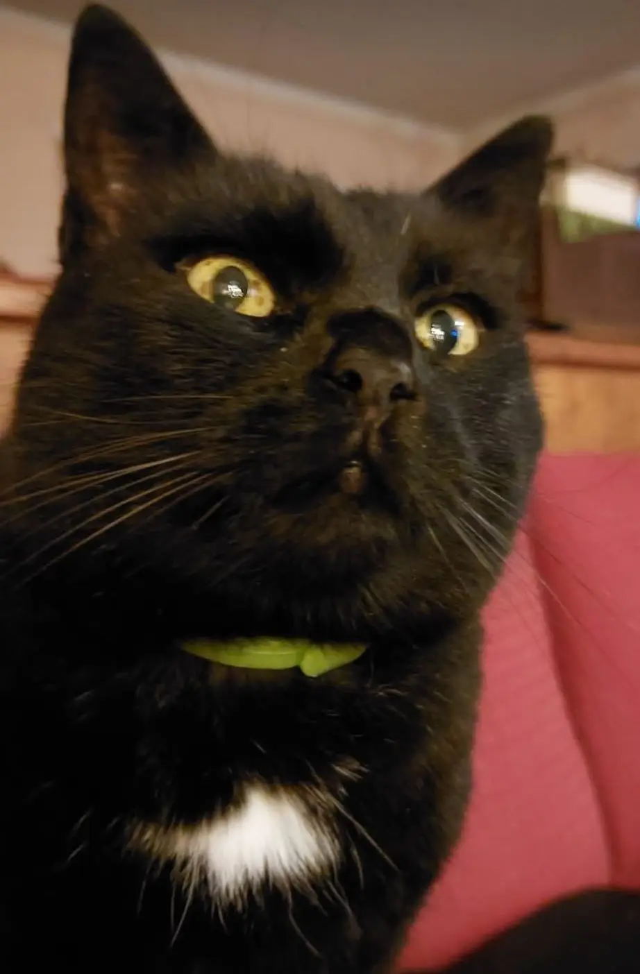 gatto lost   38056 Levico Terme Gatto