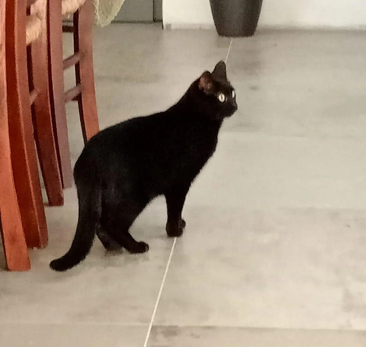 gatto lost   38068 Rovereto Loky