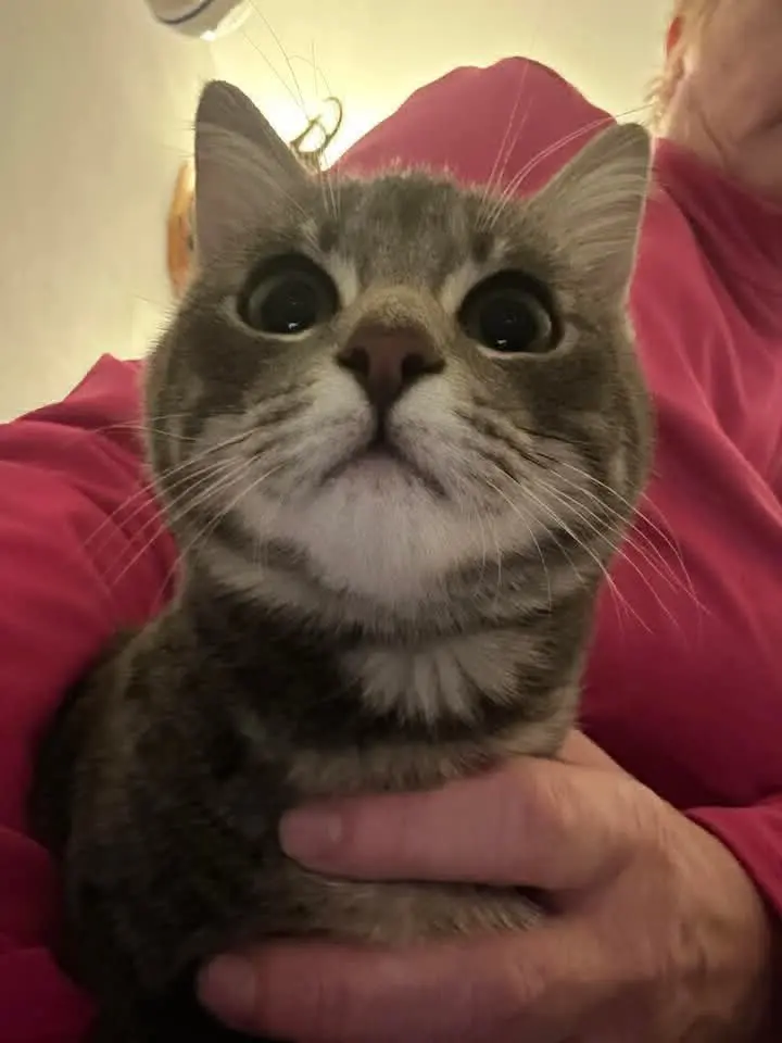 gatto lost   38052 Caldonazzo Silvio