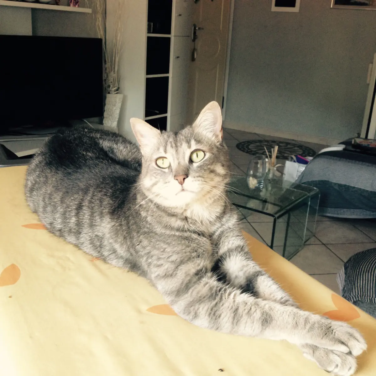 gatto lost   38121-38123 Trente Maffin