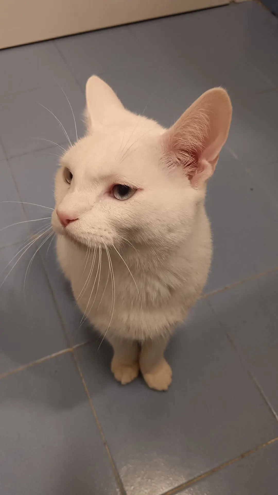 gatto lost   38121-38123 Trente Titti