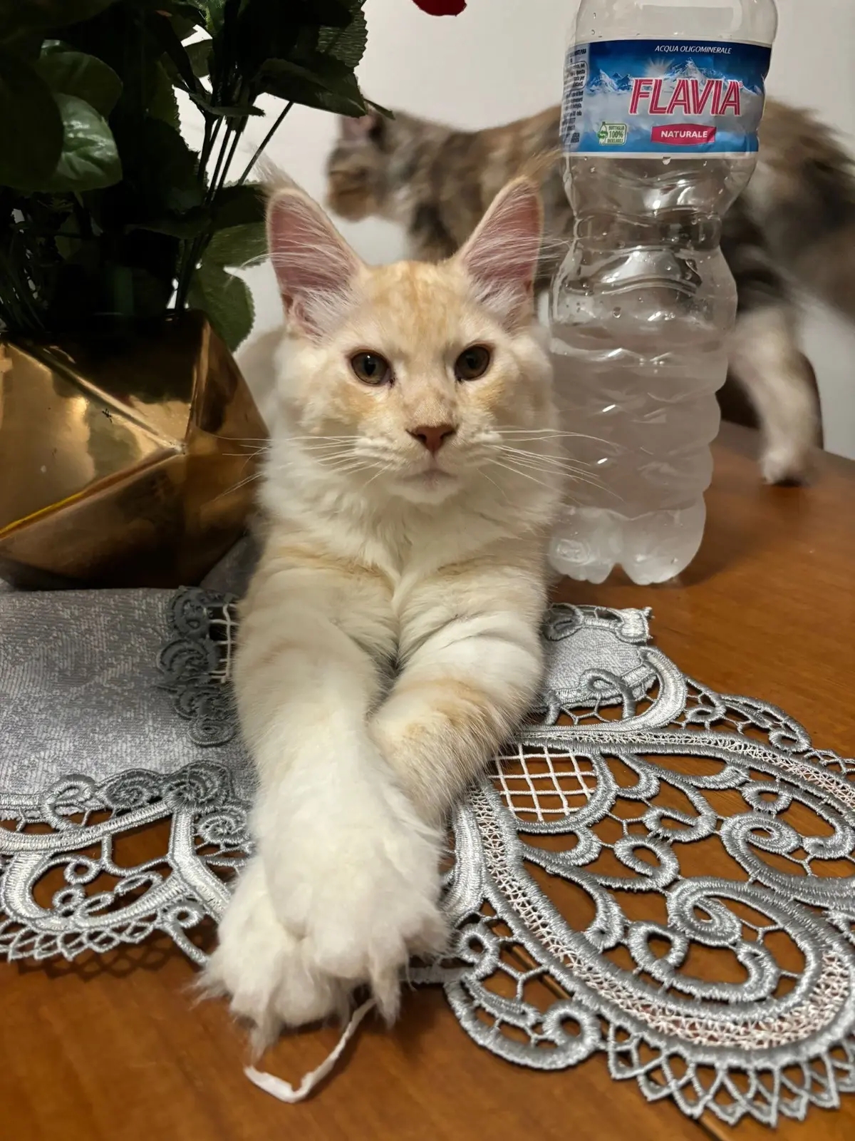 gatto lost   10043 Orbassano Sunny