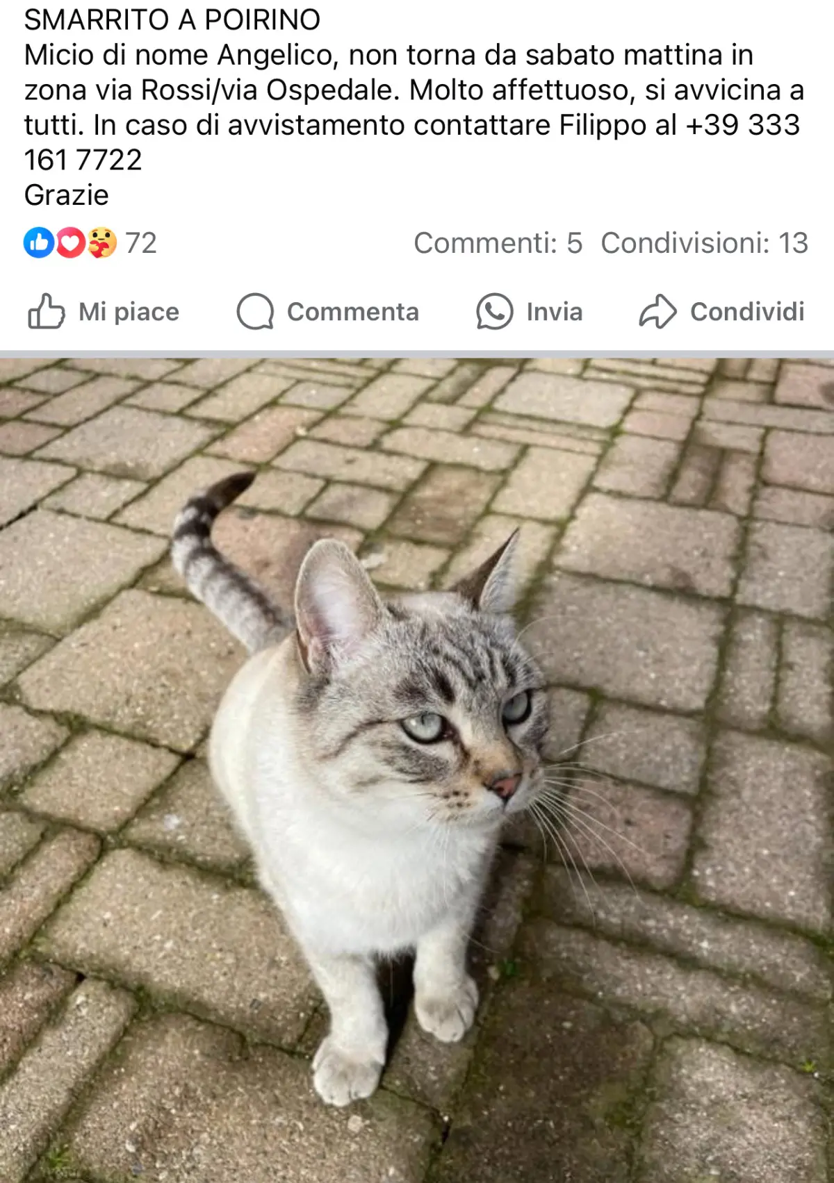 gatto lost   10029 Villastellone Angelico