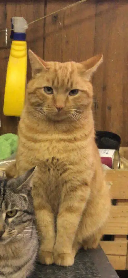 gatto lost    None Cotoletta