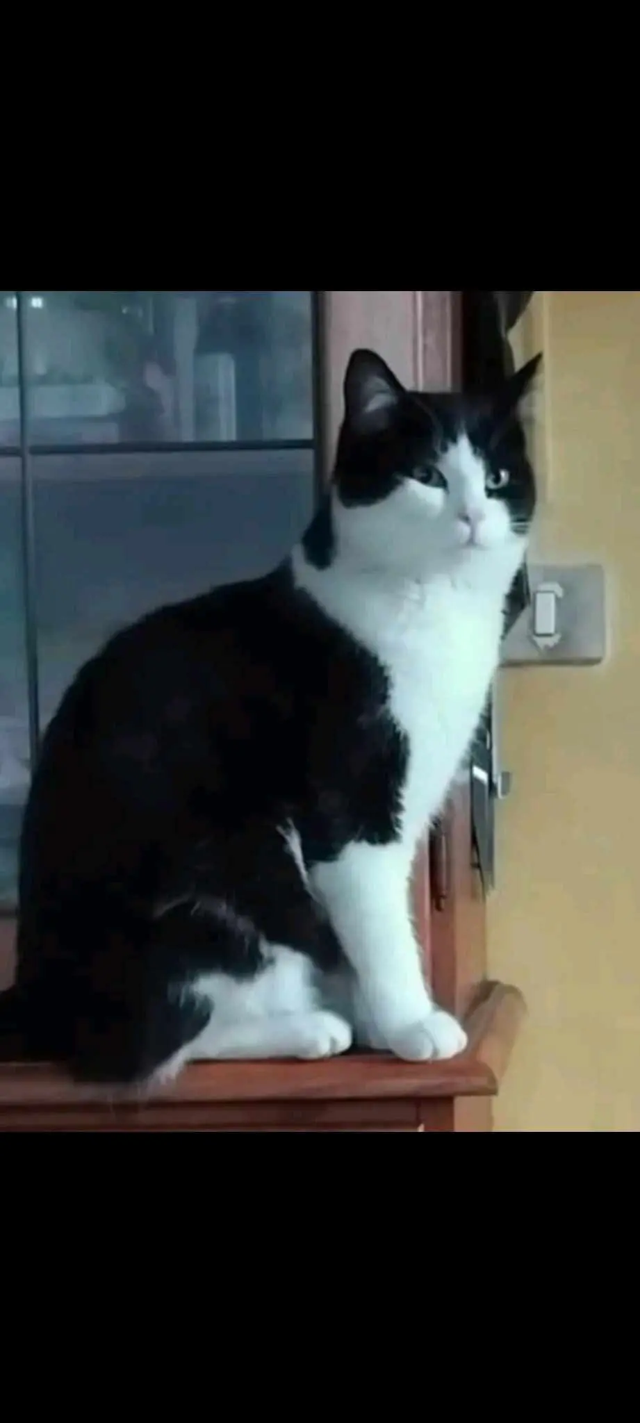 gatto lost   10074 Lanzo Torinese Dario