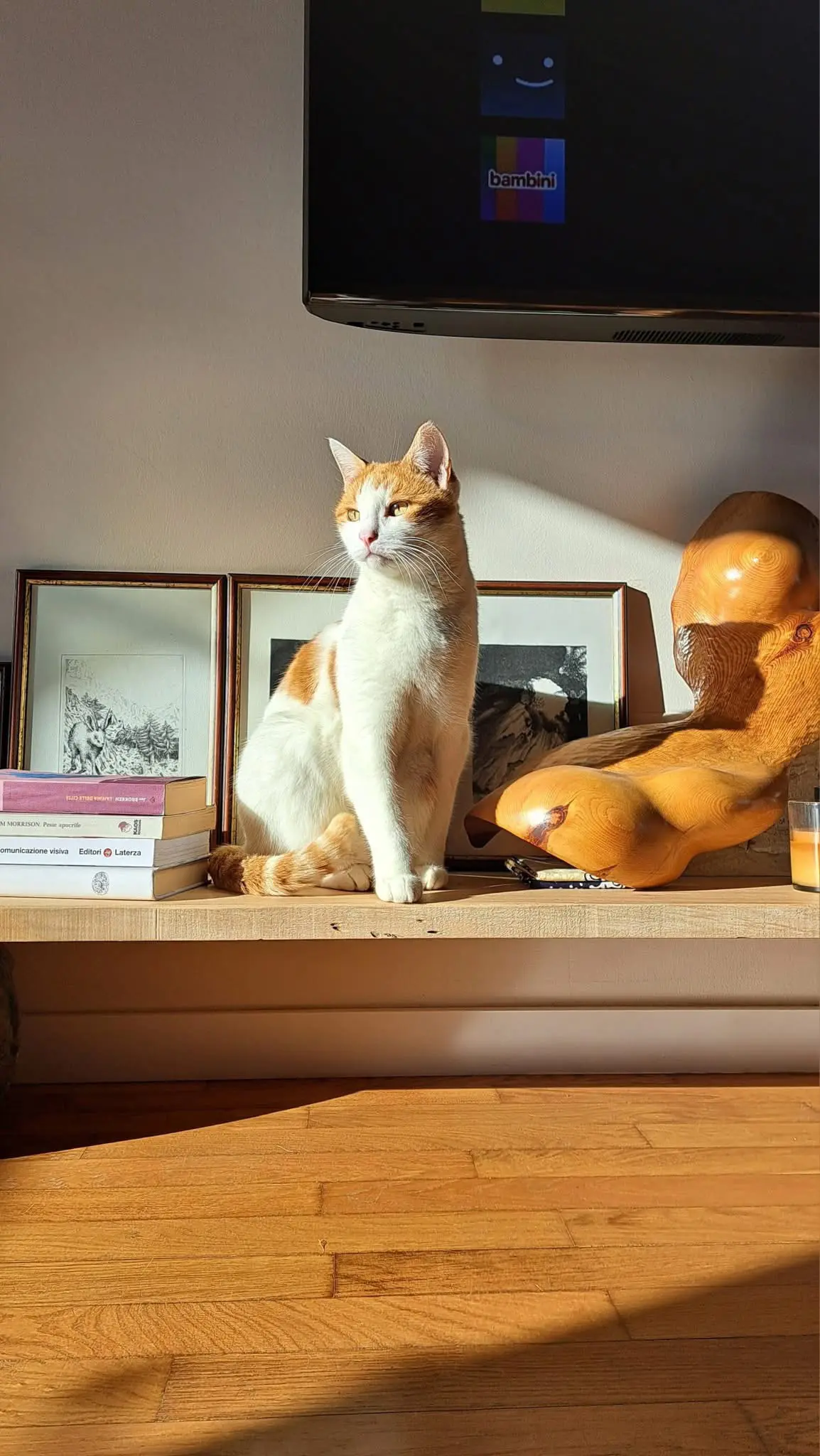 gatto lost   10064 Pinerolo Gigio