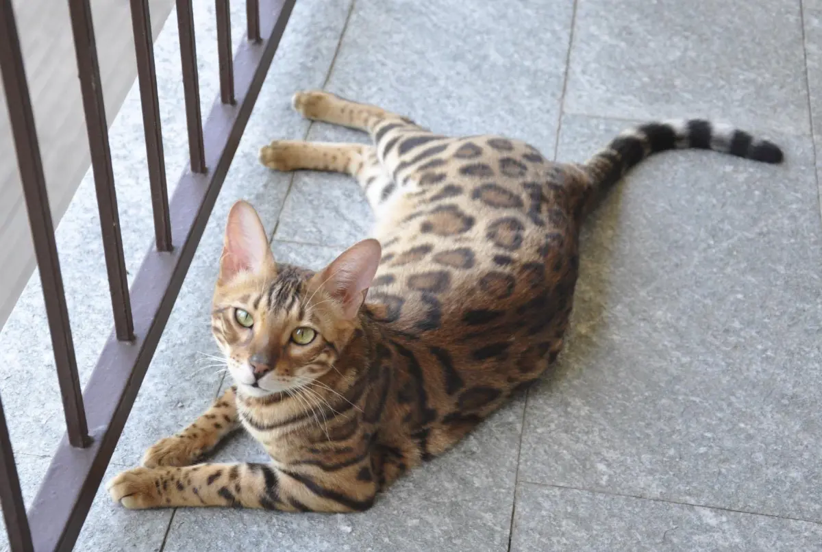 gatto lost    Pecetto Torinese Liam