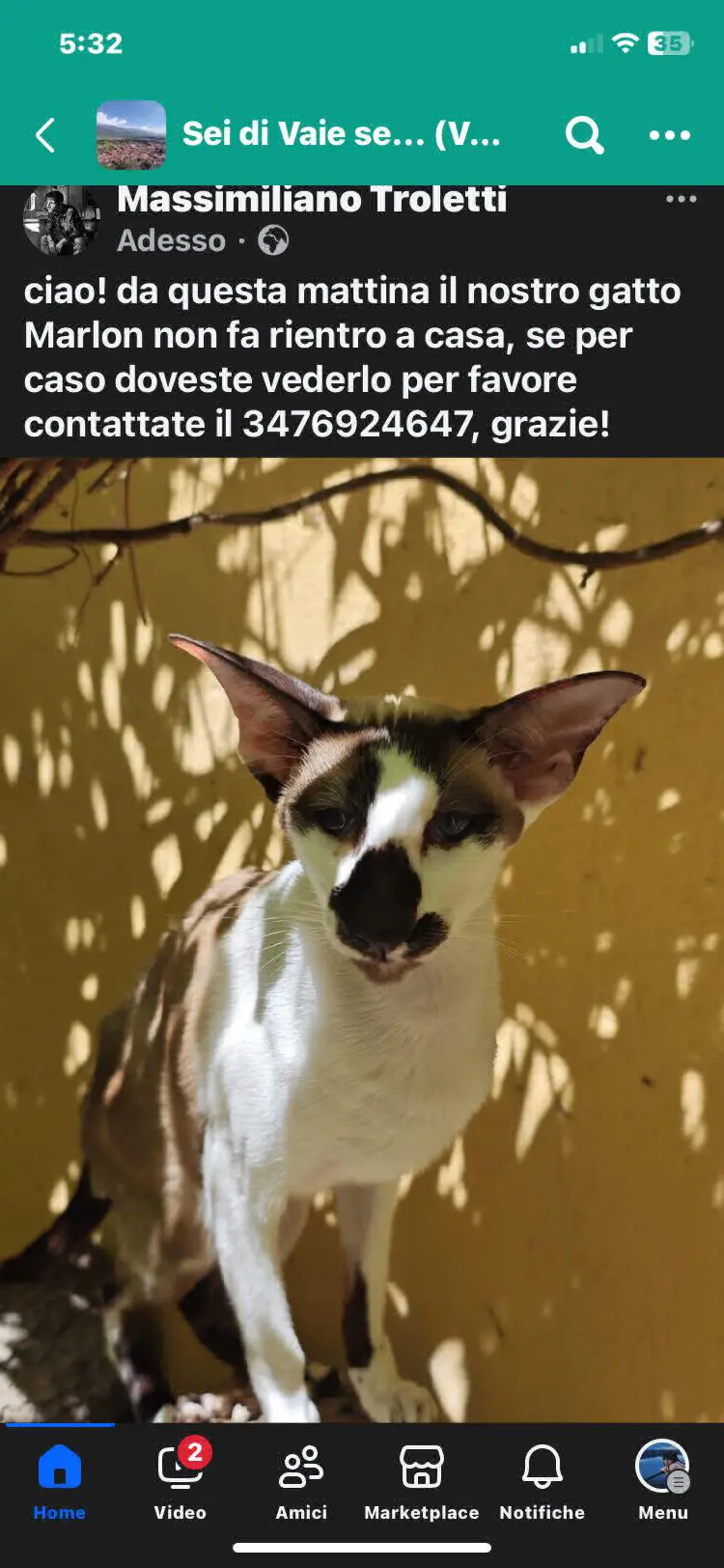 gatto lost    Vaye Marlon