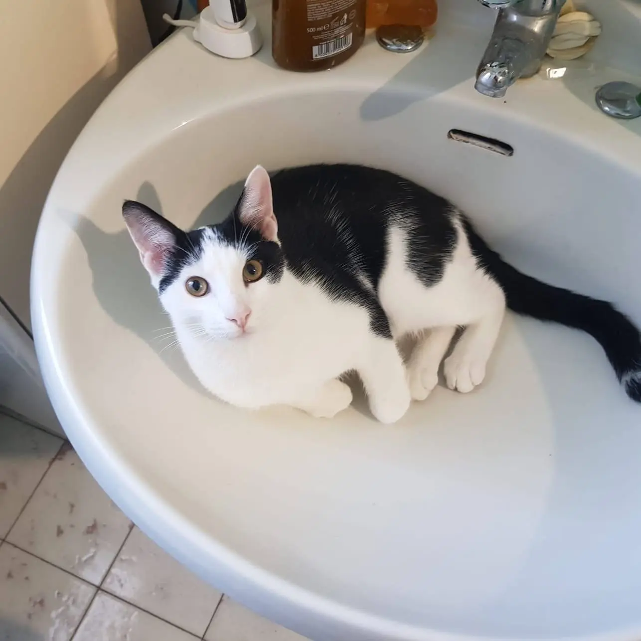 gatto lost   10026 Santena Matisse