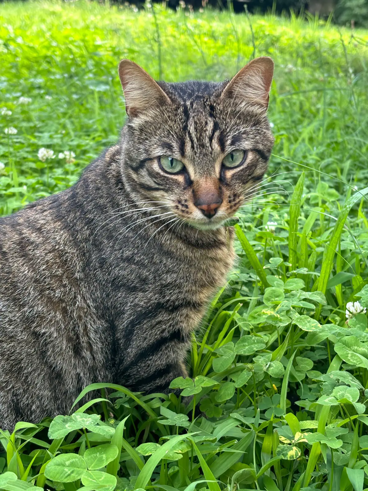 gatto lost   10064 Pinerolo Potter