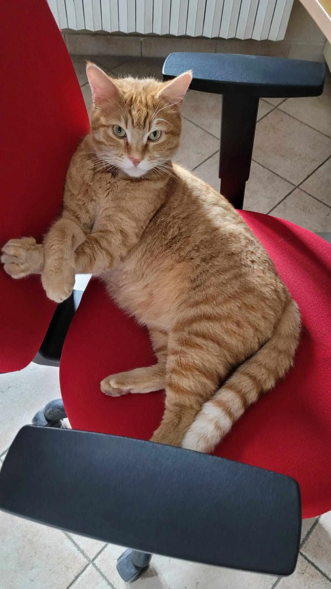 gatto lost    Druento Sorbetto