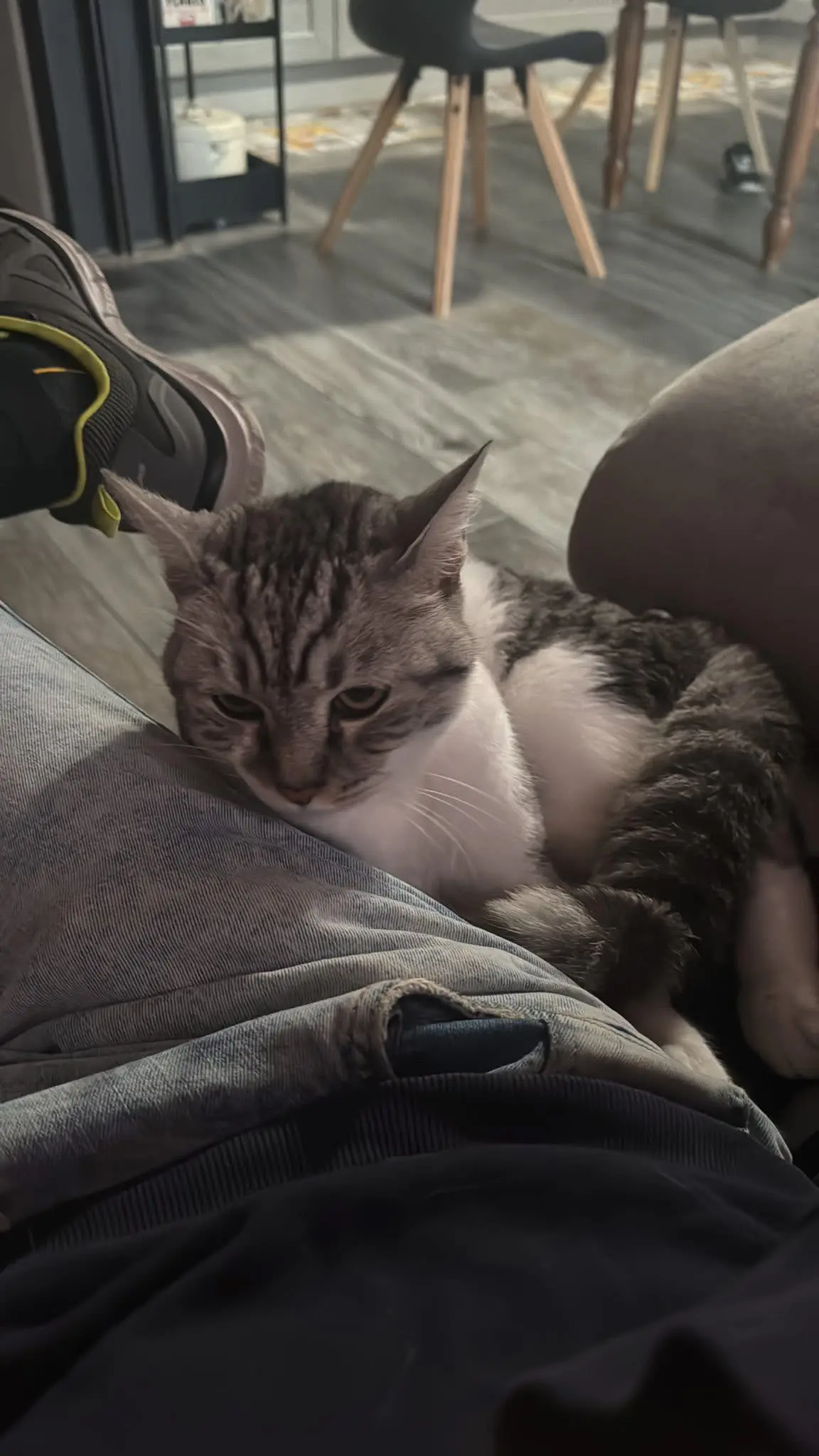 gatto lost   10036 Settimo Torinese Tiger