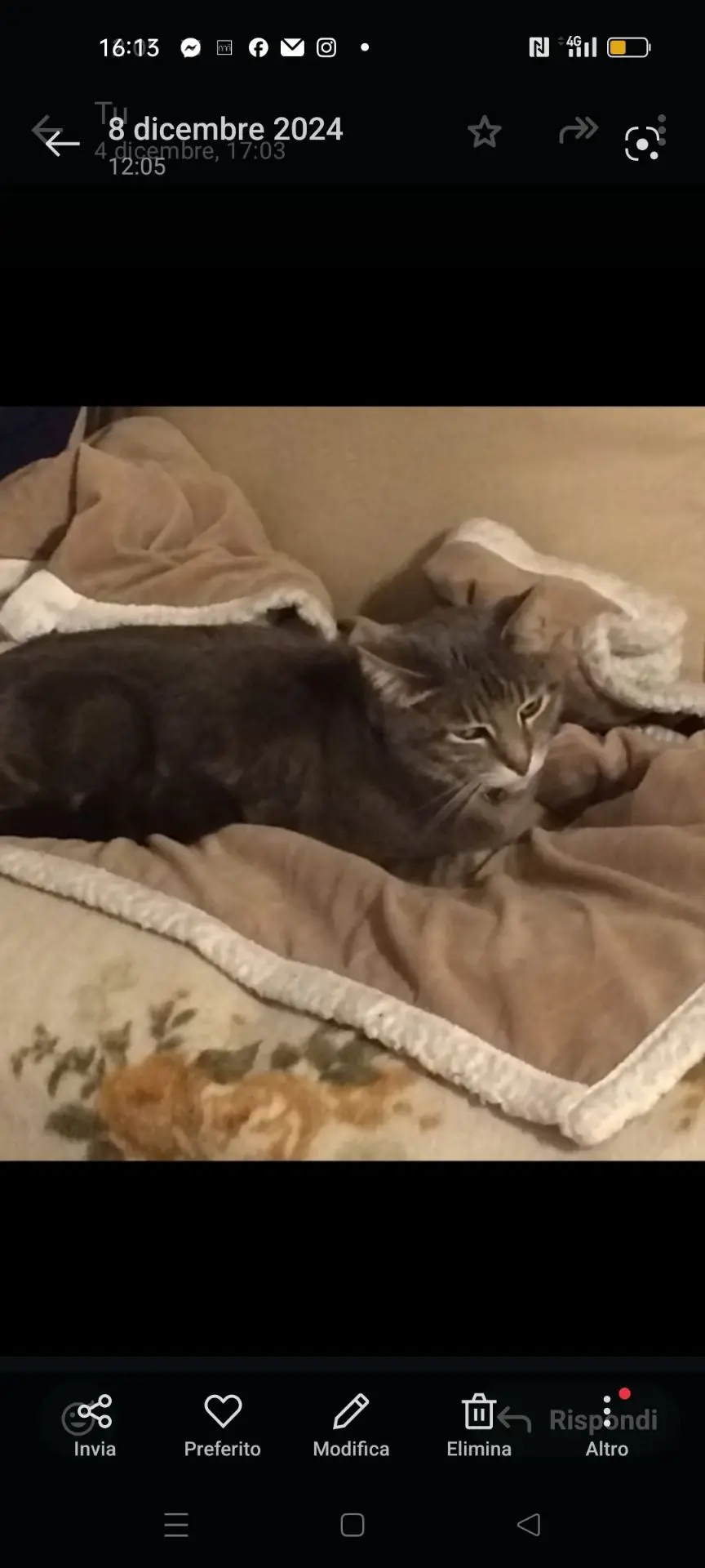 gatto lost   10024 Moncalieri Tremotino