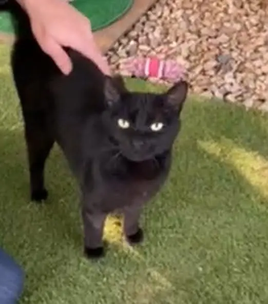 gatto lost   10092 Beinasco Turbo